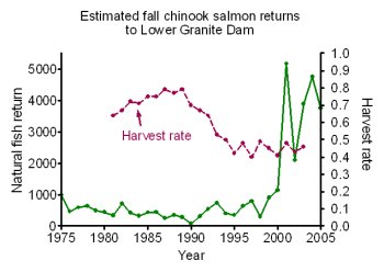 (NOAA Fisheries chart) Estimated Fall Chinook Returns to Lower Granite Dam and Harvest rates 1975-2005