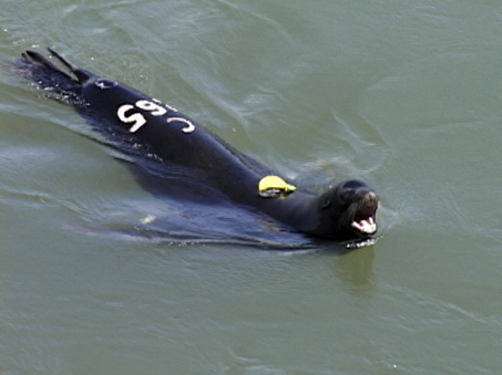 Swift, voracious, and dead: California sea lion C265, the creature of many firsts for wildlife officials, cruising in 2007. (ACOE photo)