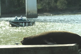 (Vern Uyetake) While California sea lions, like this one, eat 4.2 percent of adult salmon and steelhead runs, the sea lions cannot be killed. They tend to hang out near Willamette Falls between West Linn and Oregon City.