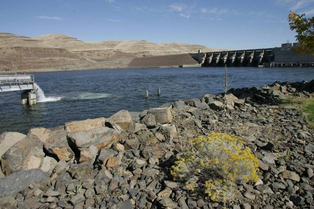 Juvenile fish and salmon have died at Little Goose Dam near Starbuck for the second time this spring because of debris in the Snake River. (Tri-City Herald file)