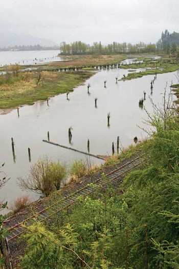 (Alex Pajunas) Researchers have found the slow-moving backwaters between the proposed Bradwood Landing liquefied natural gas terminal site and Brownsmead are valuable habitat for chinook salmon fry. Less than one year old, the fry use the shallow marshes for food and predator protection as they grow and prepare to venture out to the sea.