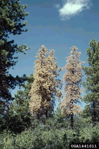 Two dying lodgepole pines stand among still-healthy trees. Jeffrey J. Witosky, USDA Forest Service