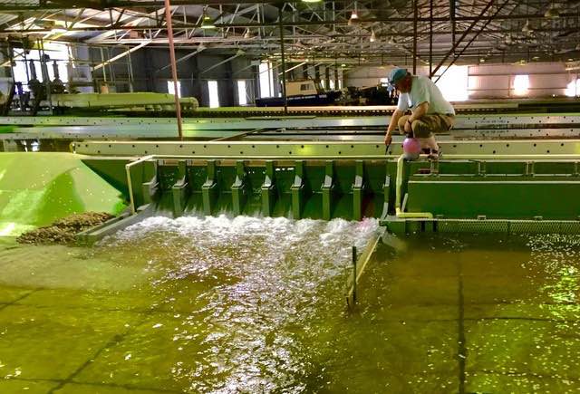 Sean Milligan of the U.S. Army Corps of Engineers Walla Walla District sends hot pink dye through the spill bay of the Little Goose Dam model in Vicksburg, Mississippi.