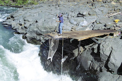 Traditionally, chinook salmon are caught with nets from wooden platforms on the Columbia River. (Photos courtesy Columbia River Inter-Tribal Fish Commission)