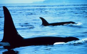 Photo courtesy National Oceanic and Atmospheric Administration