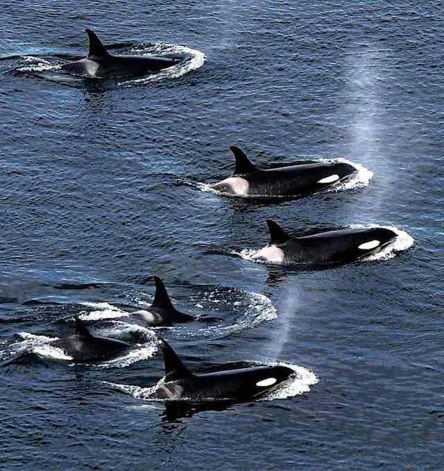 An armada of orca whales surface to breath near Lim Kiln State Park on San Juan Island. Federal scientists struggle to protect endangered species in a little-understood ecosystem that stretches along the Pacific coast from California to Alaska. (photo: Dean J. Koepfler McClatchy)
