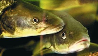 Northern Pikeminnow, a large member of the minnow family, eat millions of young salmon and steelhead.