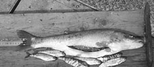 A northern pikeminnow with juvenile salmon found in its stomach. The Bonneville Power Administration is paying anglers up to $8 for every pikeminnow they catch through Sept. 27. (Courtesy photo)