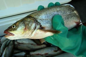 The pikeminnow is a highly predatory fish that feeds on juvenile salmon and steelhead.