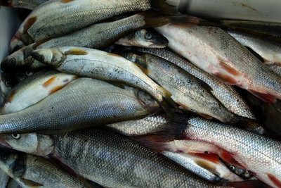 A pile of dead northern pikeminnow result from the BPA's 'Sport Reward Fishery'.