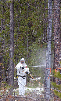 (Ashley Smith photo) Greg Potwin, U.S. Forest Service range technician, sprays a solution of the insecticide carbaryl on lodgepole pine trees at a Little Redfish Lake campground to protect them from a beetle attack. The Forest Service is spraying healthy trees in developed areas and viewsheds.