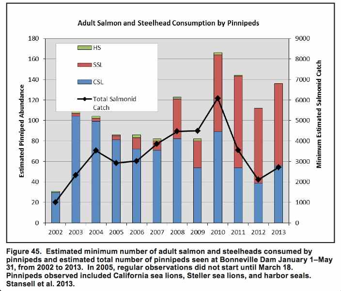 Graphic: Estimated of pinniped consumption of adult salmon and steelhead and estimated total number of pinnipeds seen at Bonneville Dam Juanuary 1 - May 31, from 2002 to 2013.Consumption of juvenile salmon by cormorants and terns in the Columbi River estuary