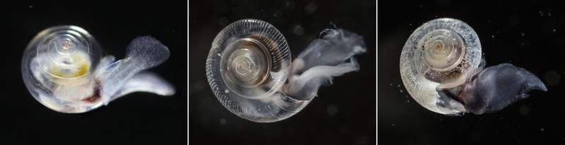 The smooth shell of a healthy pteropod is seen at left. The pteropod in the center was exposed to elevated CO2 conditions in a laboratory, to mimic conditions researchers saw in the wild. And at right, a shell with holes and pits, also produced by laboratory conditions, corresponds to some of the most extreme damage scientists expect to see with elevated CO2.
