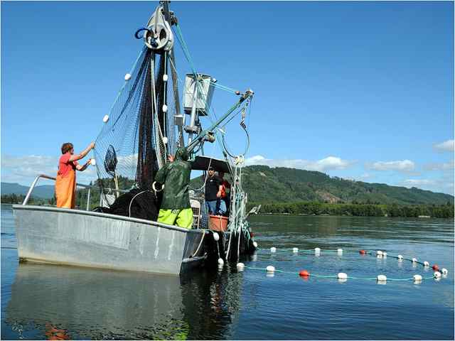 Experimental purse seining in the lower Columbia. Courtesy WDFW.
