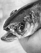 A salmon smolt