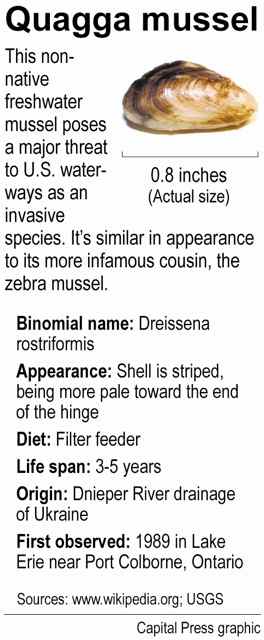 Quagga Mussel information from Wikipedia (Capital Press graphic)