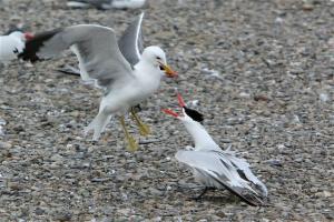 (Dan Roby) Gulls are a major problem in establishing new nesting sites for Caspian terns