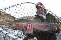 Steelhead have been pouring over Lower Granite Dam in double the numbers to date of last year's record run up the Snake River.