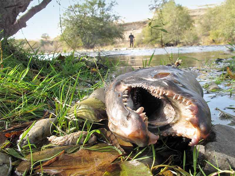 Salmon help their offspring by dying on the spawning grounds.