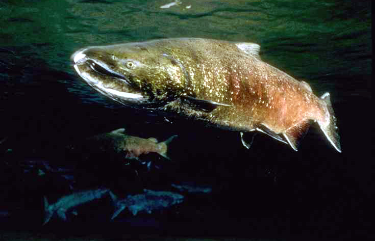 Çhinook salmon adult.