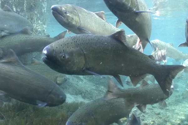 Last year, the Washington State Department of Fish and Wildlife released the lowest number of salmon ever from its hatcheries. However, it is asking the state for $6.35 million to boost production by 24 million over the next biennium. (Photo: Michael Humling, US Fish and Wildlife Service)