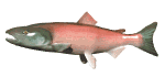 salmon animated gif