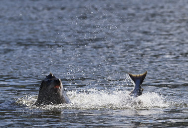 (Thomas Boyd) At Bonneville Dam, the sea lions continue to munch endangered salmon.