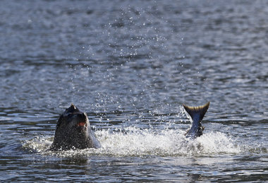 (Thomas Boyd) California sea lions have found plentiful salmon  --  and easy to catch  --  at the foot of the Bonneville Dam. A lethal injection program seems to have made little difference.