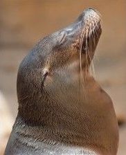 Sea Lion: West Coast population of California sea lions estimated at nearly 300,000