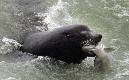 A sea lion catches a salmon on the Columbia River just below the spillway at Bonneville Dam. (Associated Press files)