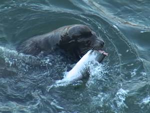 California sea lions consuming salmon just below the Columbia River's Bonneville Dam. (U.S. Corps of Engineers photo)