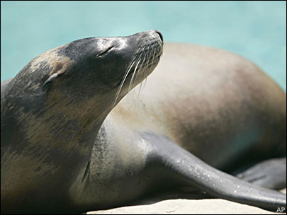 (file photo) A sunning sea lion.