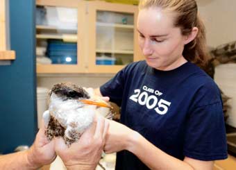 (Lori Cain photo) Willamette University biology student Samantha Lantz, assistant to researcher David Craig, changes the bandages on one of two Caspian terns Aug. 19 at the university. The terns are being nursed back to health.