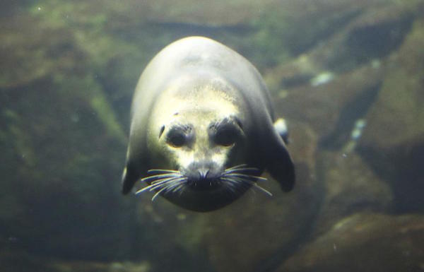 The Chief of Haida Nation has been campaigning for a seal hunt since the 1980s while the local salmon population has been decimated.  (Kelsey Walling)