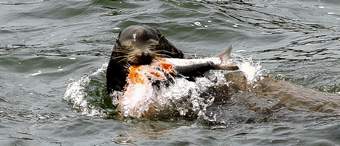 A sea lion eats a chinook salmon near the Bonneville Dam on the Columbia River at Cascade Locks. Biologists blame smaller numbers of salmon on feasting sea lions and drought.
