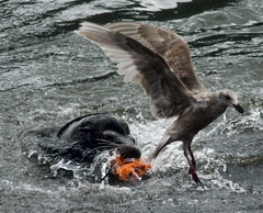 A sea lion gets its fill of salmon near Bonneville Dam in 2008.