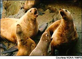 Sea Lions.
