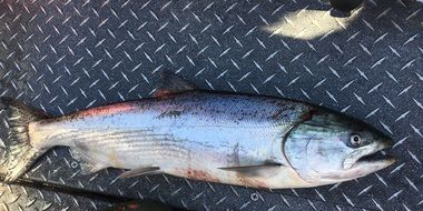 A spring chinook measuring barely 24 inches matches the small size of many returning adult spring chinook into the Columbia River. A state biologist said the marks aren't from a net. (Bill Monroe)