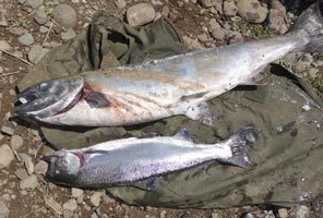 Runts outrun big guys An adult chinook on the banks of the Columbia River beside a small jack chinook, which are showing up in record numbers.