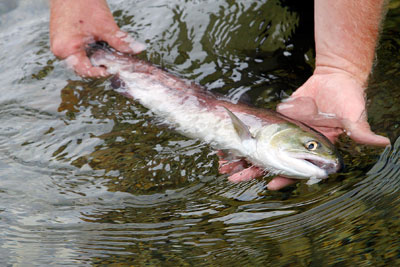 A sockeye salmon is released at Redfish Lake, south of Stanley.