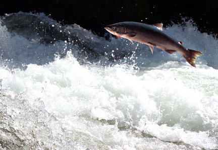 Return to the River: Restoring Salmon Back to the Columbia River