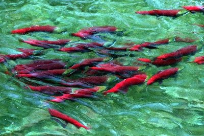 (Greg Gilbert, Seattle Times staff photographer) A knot of adult Sockeye in preparation for spawning