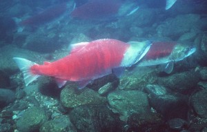 A pair of Sockeye Salmon