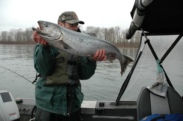(Dick Borneman) A spring chinook caught in early March 2009 near the upper end of Bachelor Island