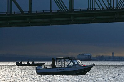 The Lower Columbia River below Bonneville Dam reopened Sunday with lots of jack spring chinook caught and pretty good effort.