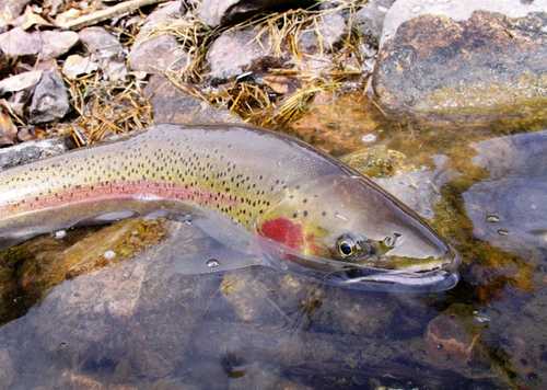 Steelhead swim up to 900 miles from the ocean to the headwaters. Anglers can keep only hatchery steelhead, which are marked with a clipped adipose fin, the one behind the dorsal fin. All fish with an adipose fin must be immediately released unharmed.