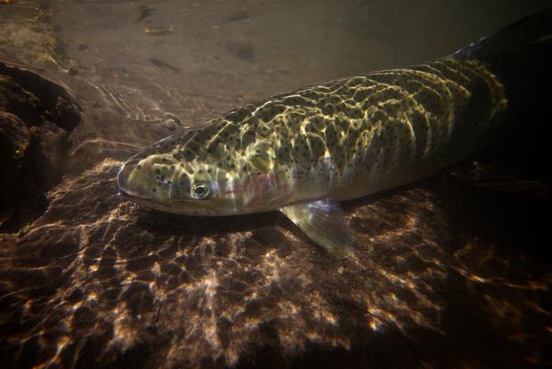 (AP photo) An Adult Steelhead rests during migration to its natal spawning grounds.  The forecast has been reduced for hatchery steelhead returning to the Snake River.