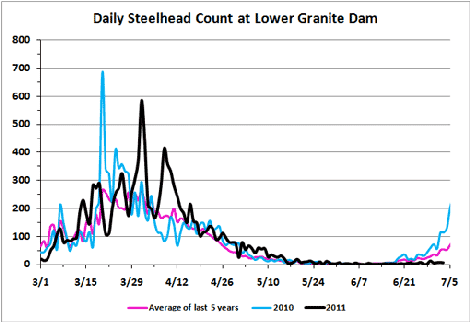 Graphic of Steelhead adults counted passing Lower Granite Dam in early July 2011.