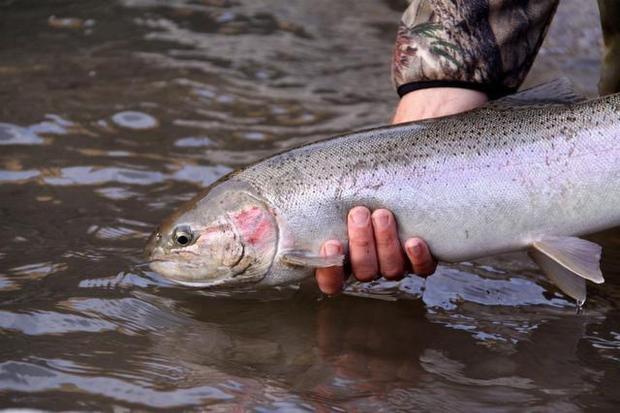 Fisherman gently holds his Steelhead catch for a photo opportunity.