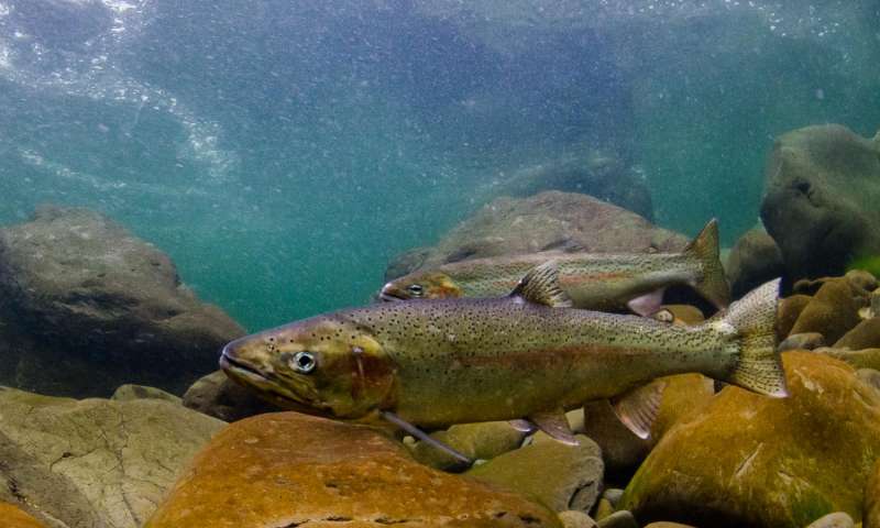 Researchers find declining survival of juvenile steelhead trout in the ocean is strongly coupled with significant declines in populations of steelhead in the Pacific Northwest. (Photo Morgan Bond)